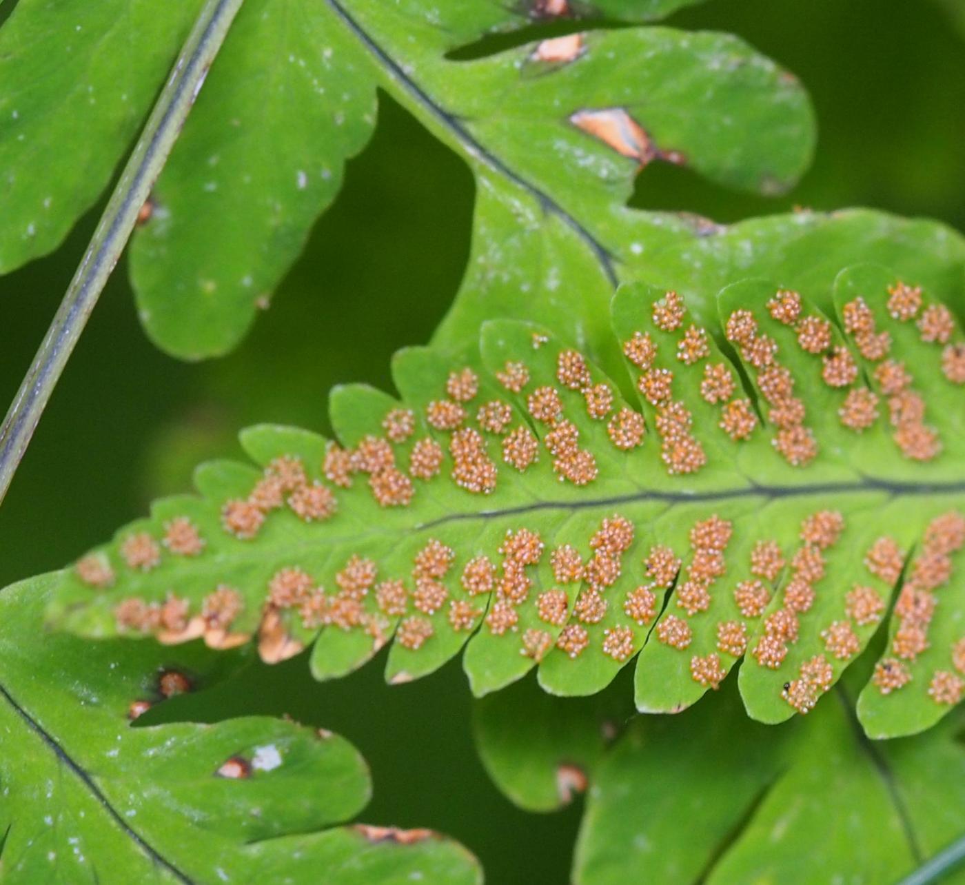 Fern, Oak fruit